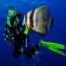 batfish_longfin_jr_v_0705_png0346.jpg
